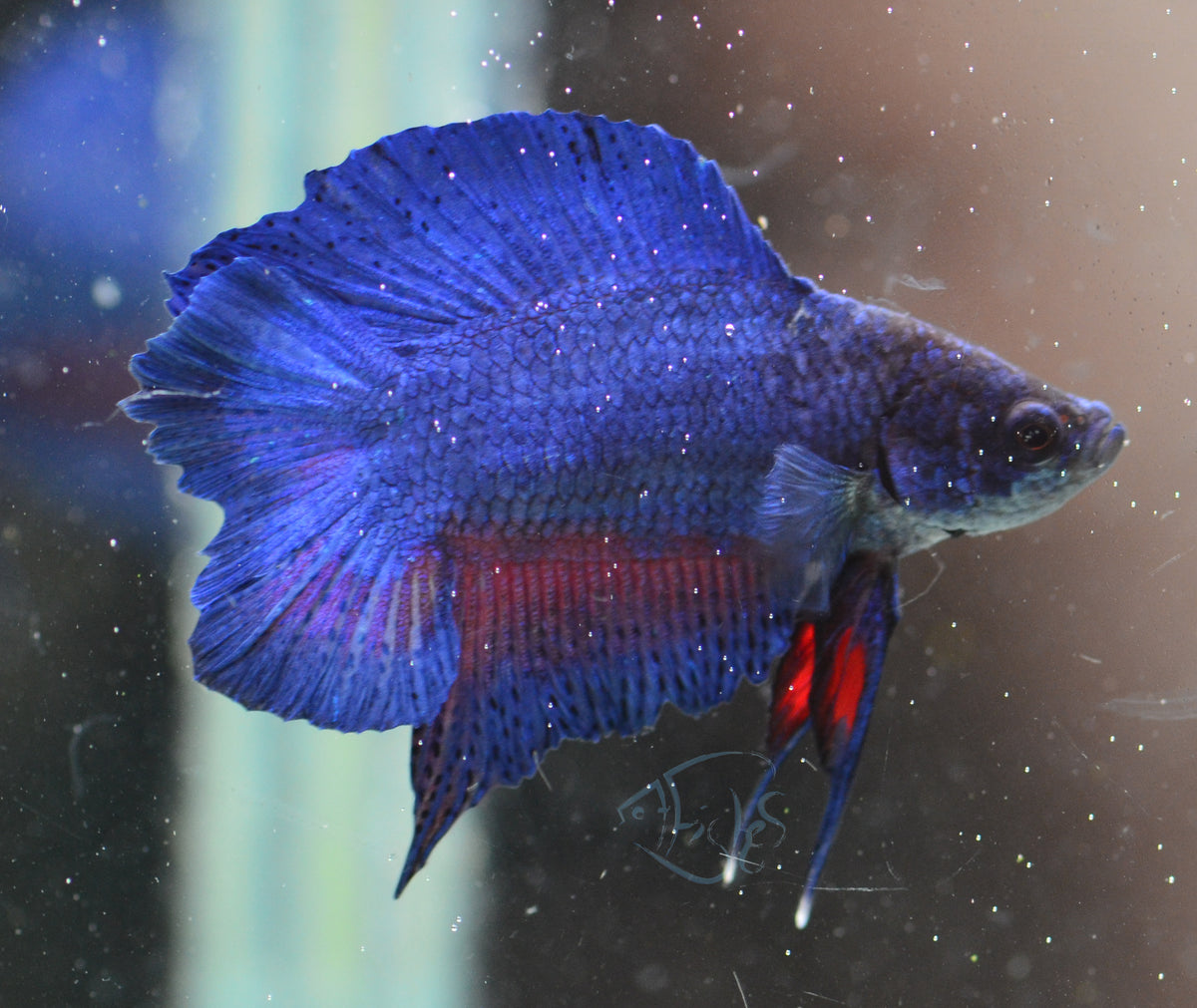 Blue DTPK Male