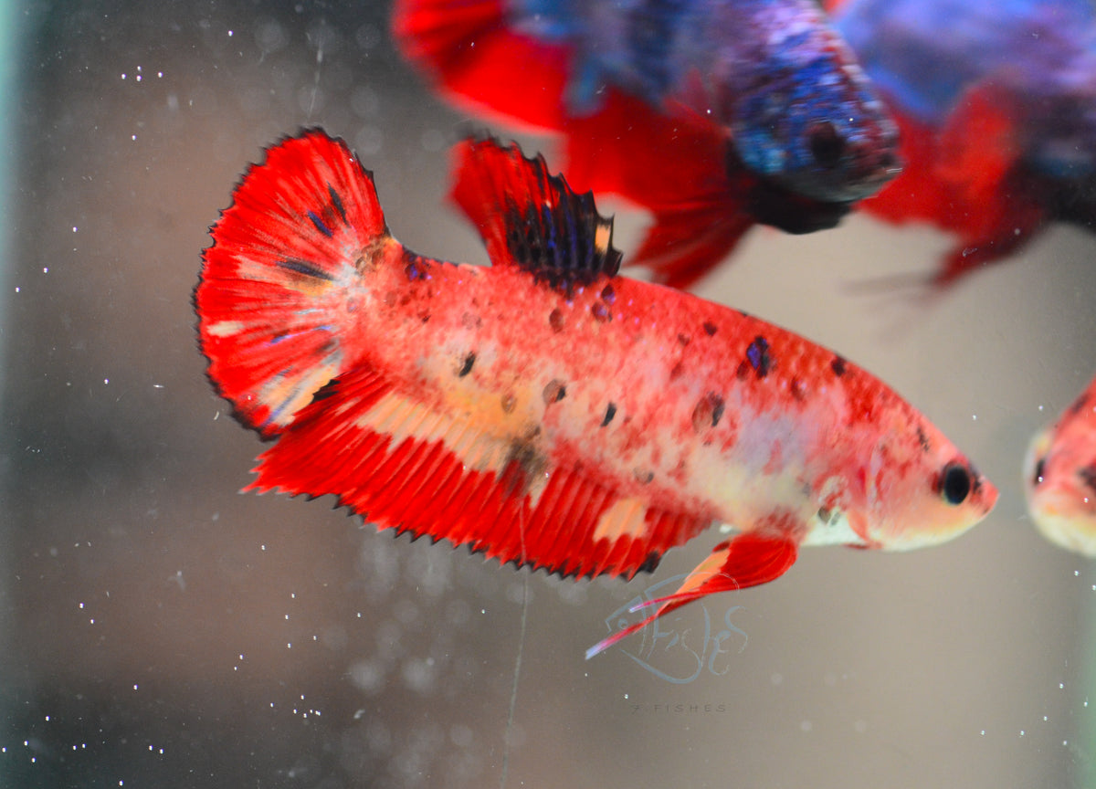 Giant Koi HMPK Female