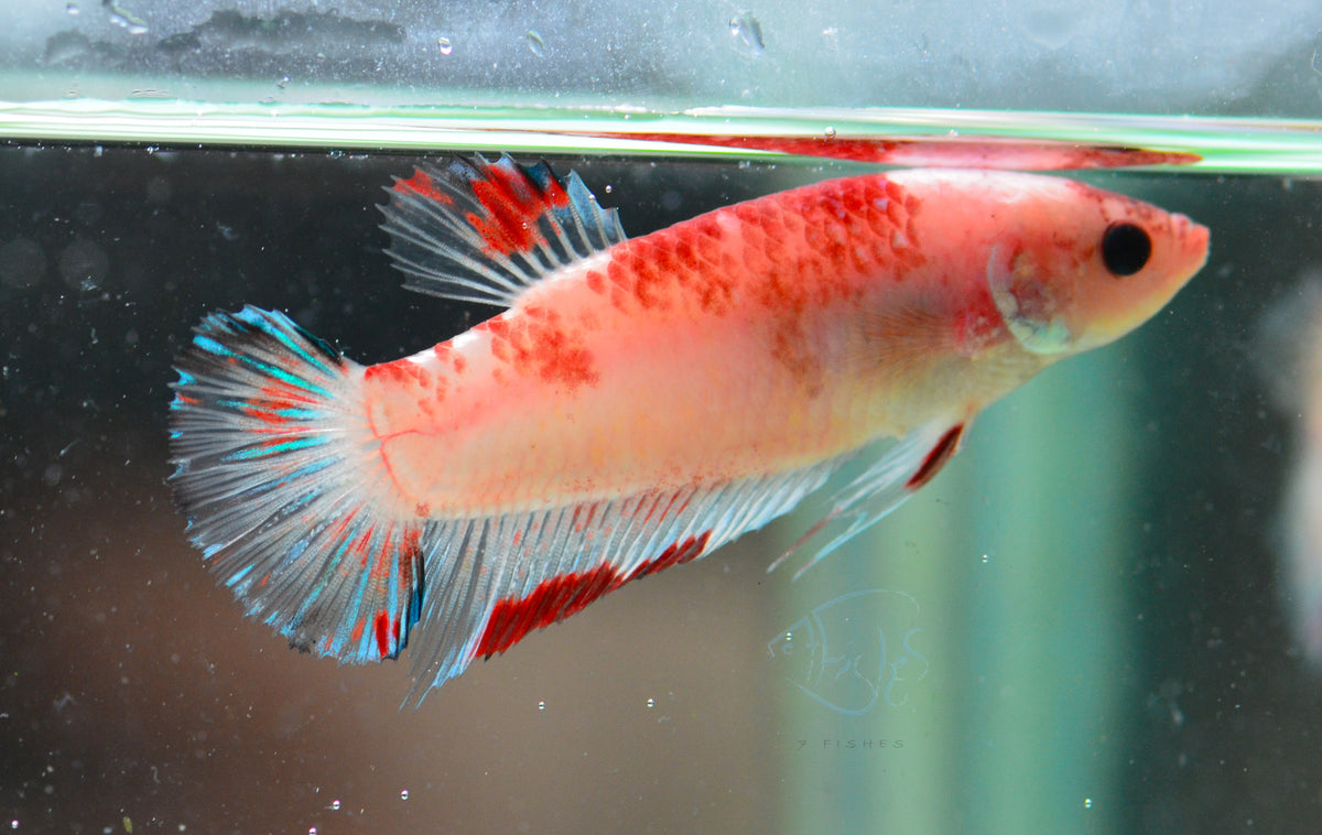 Giant Red Marble HMPK Female