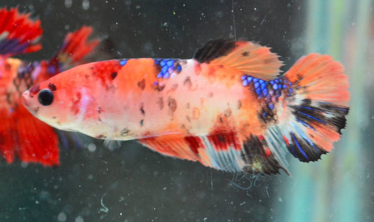 Giant Nemo HMPK Female