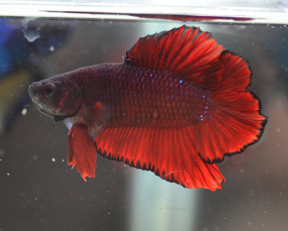 Red Marble DTPK Male