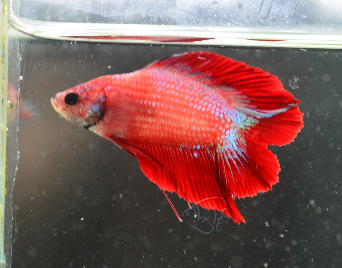 Red Marble DTPK Male