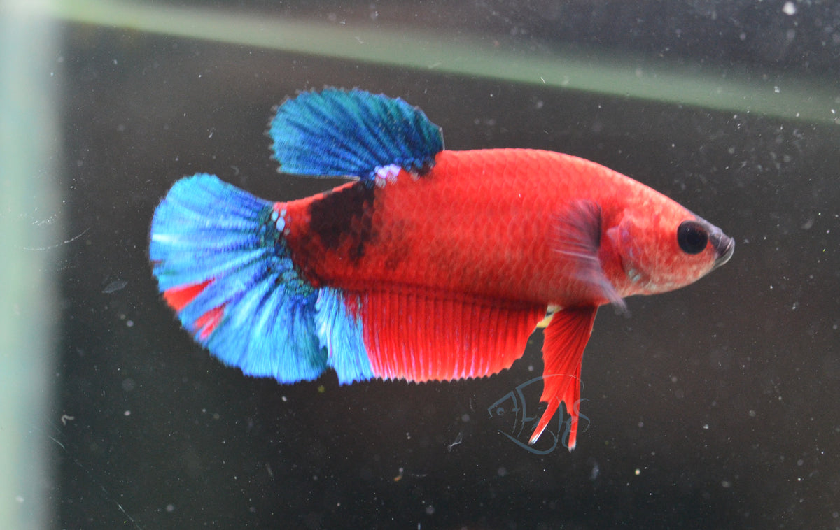 Red Hellboy HMPK Female