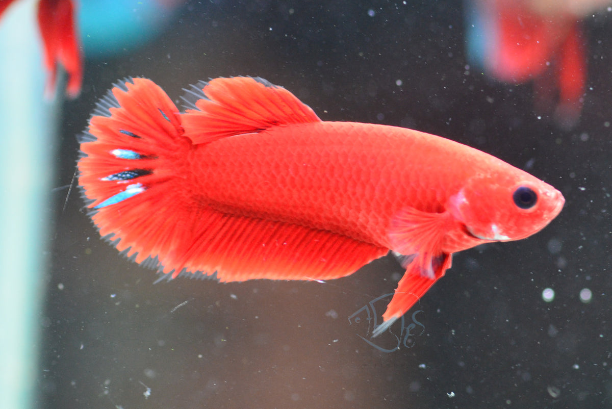 Red Hellboy HMPK Female