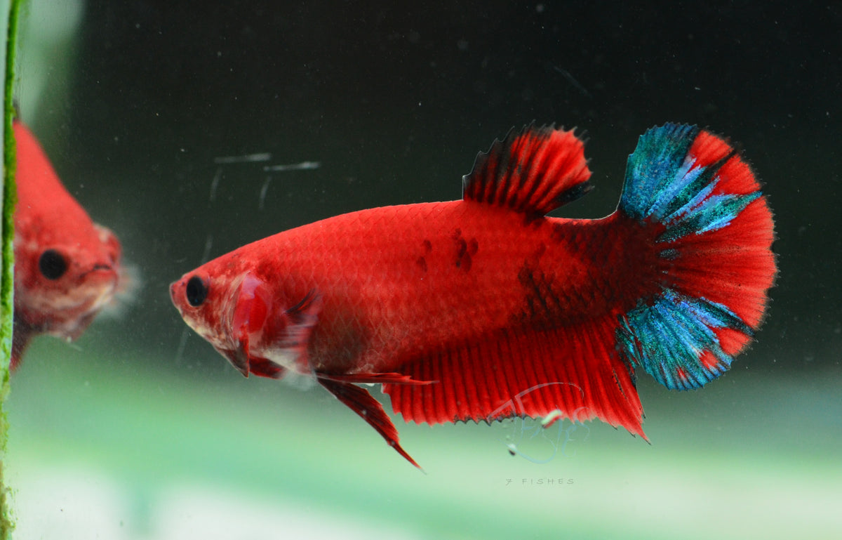Red Hellboy HMPK Female