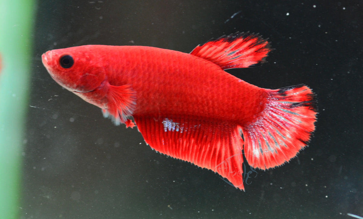 Red Hellboy HMPK Female