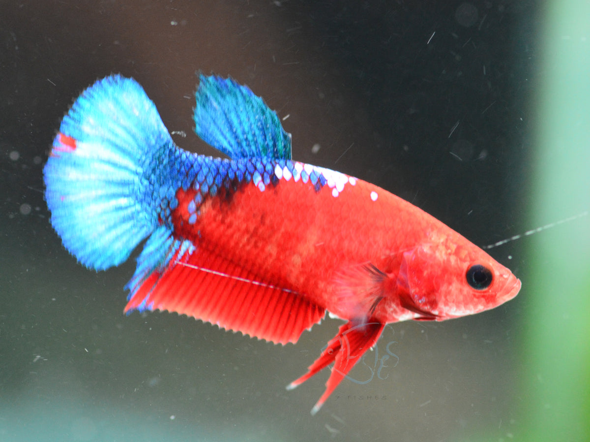 Red Hellboy HMPK Female