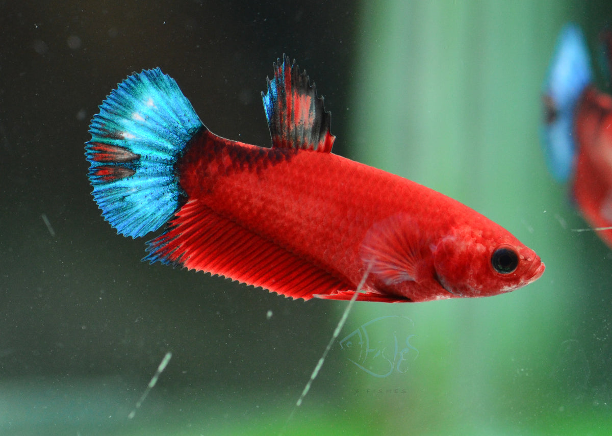 Red Hellboy HMPK Female