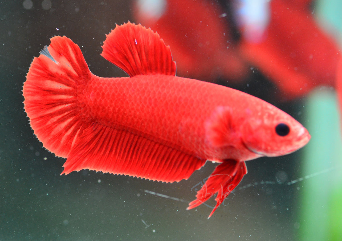 Red Hellboy HMPK Female