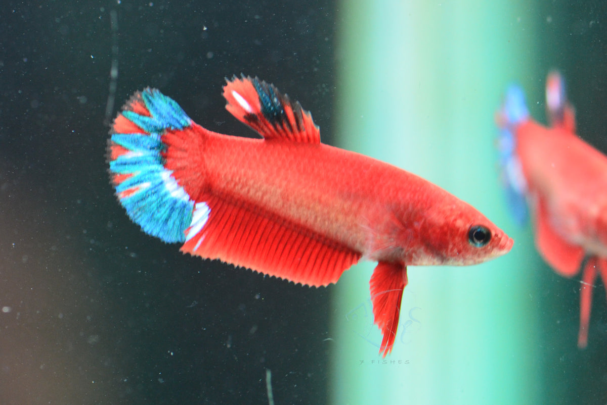 Red Hellboy HMPK Female