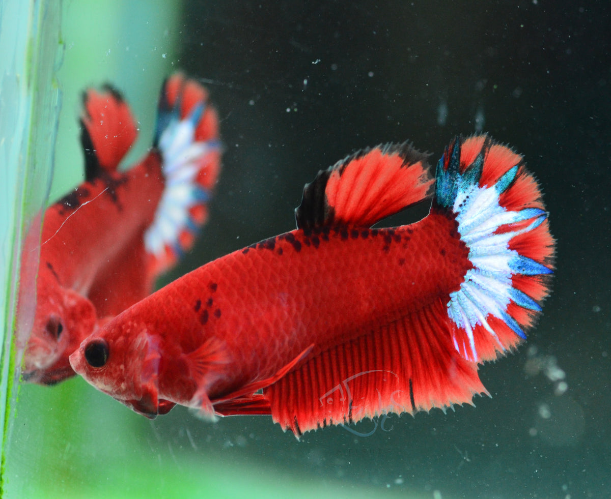 Red Hellboy HMPK Female