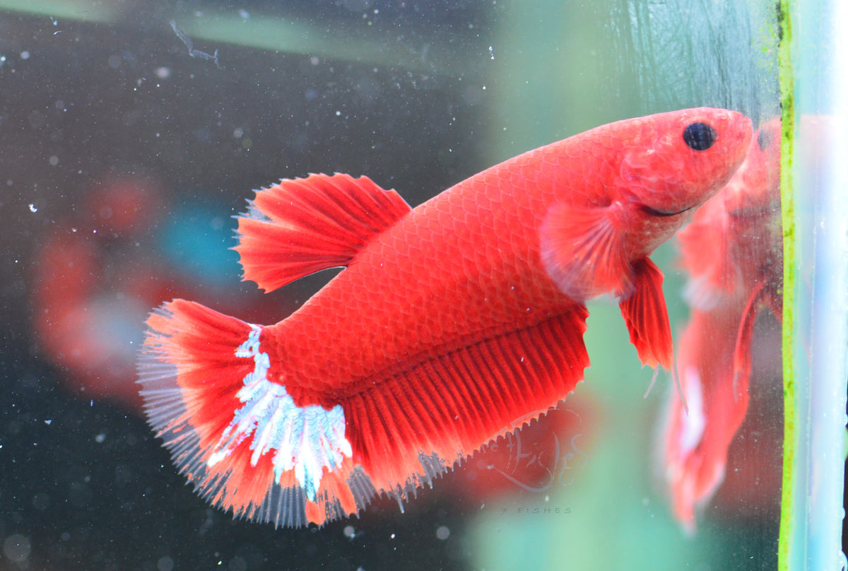 Red Hellboy HMPK Female
