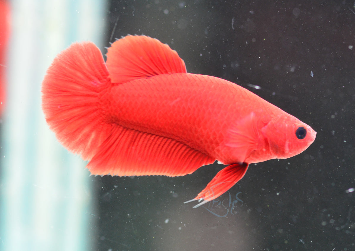 Red Hellboy HMPK Female