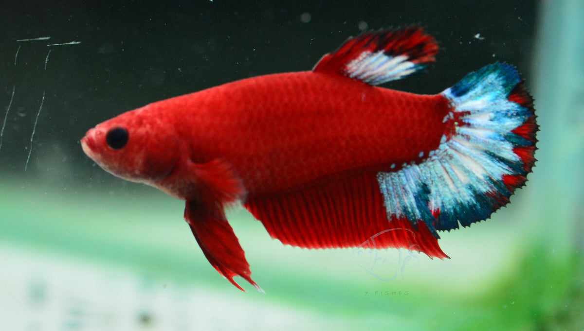 Red Hellboy HMPK Female