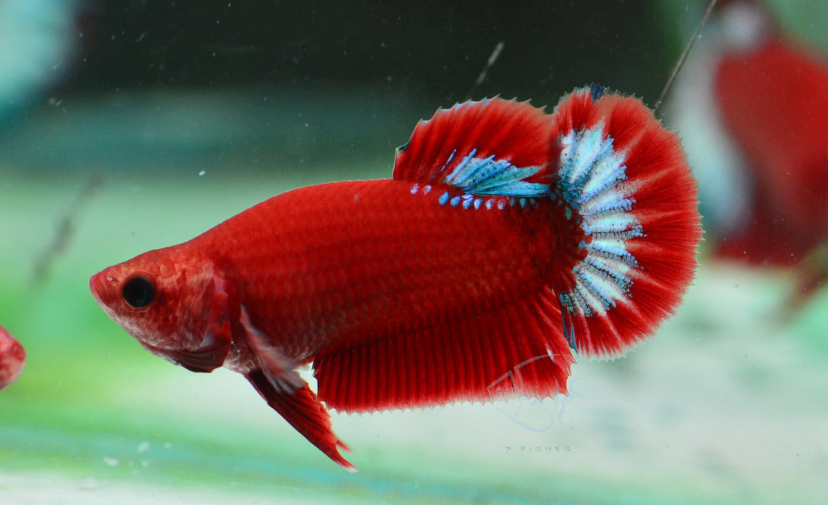 Red Hellboy HMPK Female