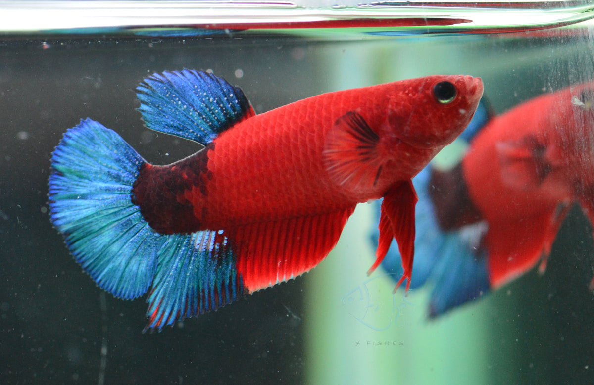 Red Hellboy HMPK Female