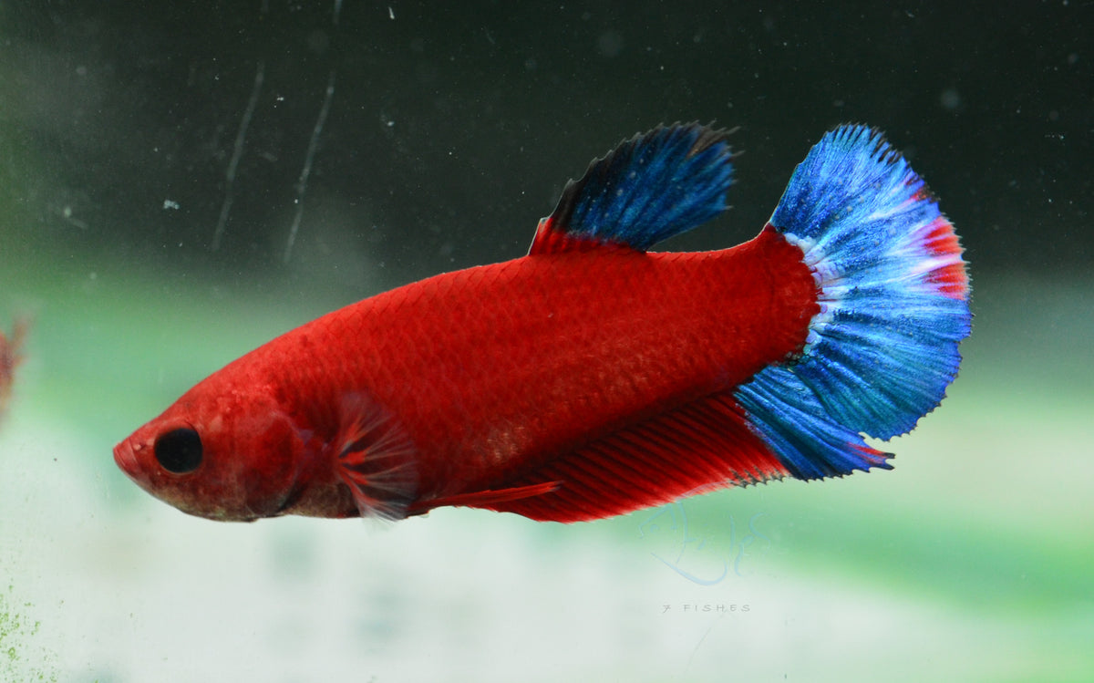 Red Hellboy HMPK Female