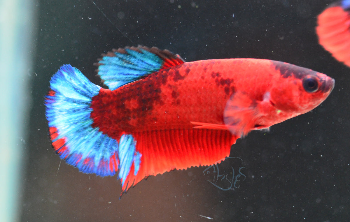Red Hellboy HMPK Female