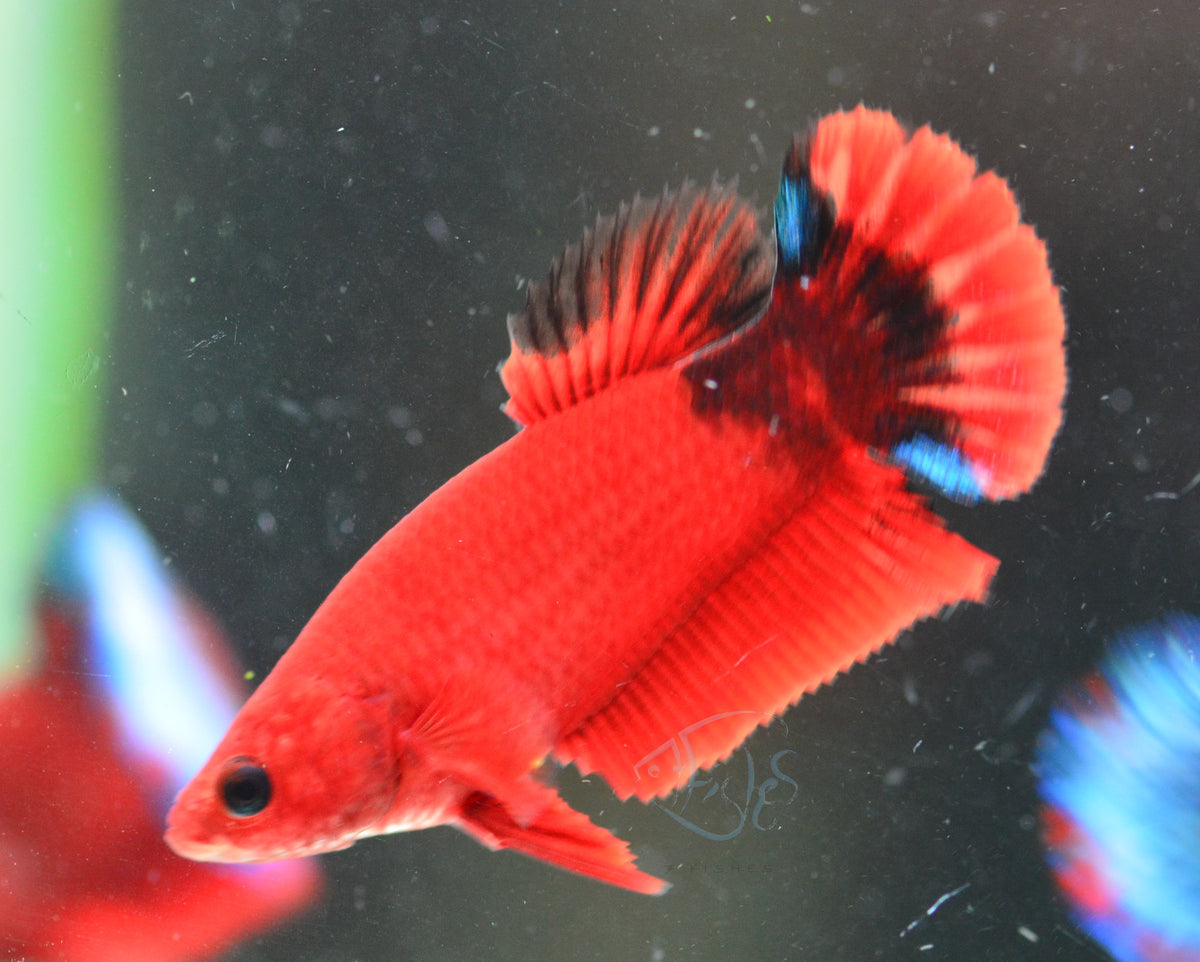 Red Hellboy HMPK Female