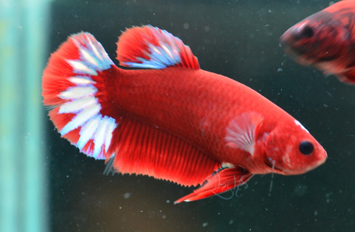 Red Hellboy HMPK Female