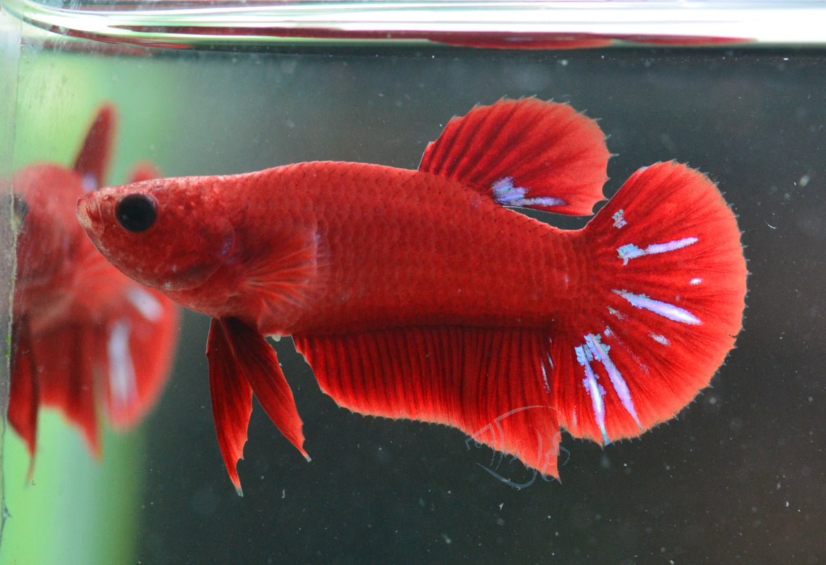 Red Hellboy HMPK Female