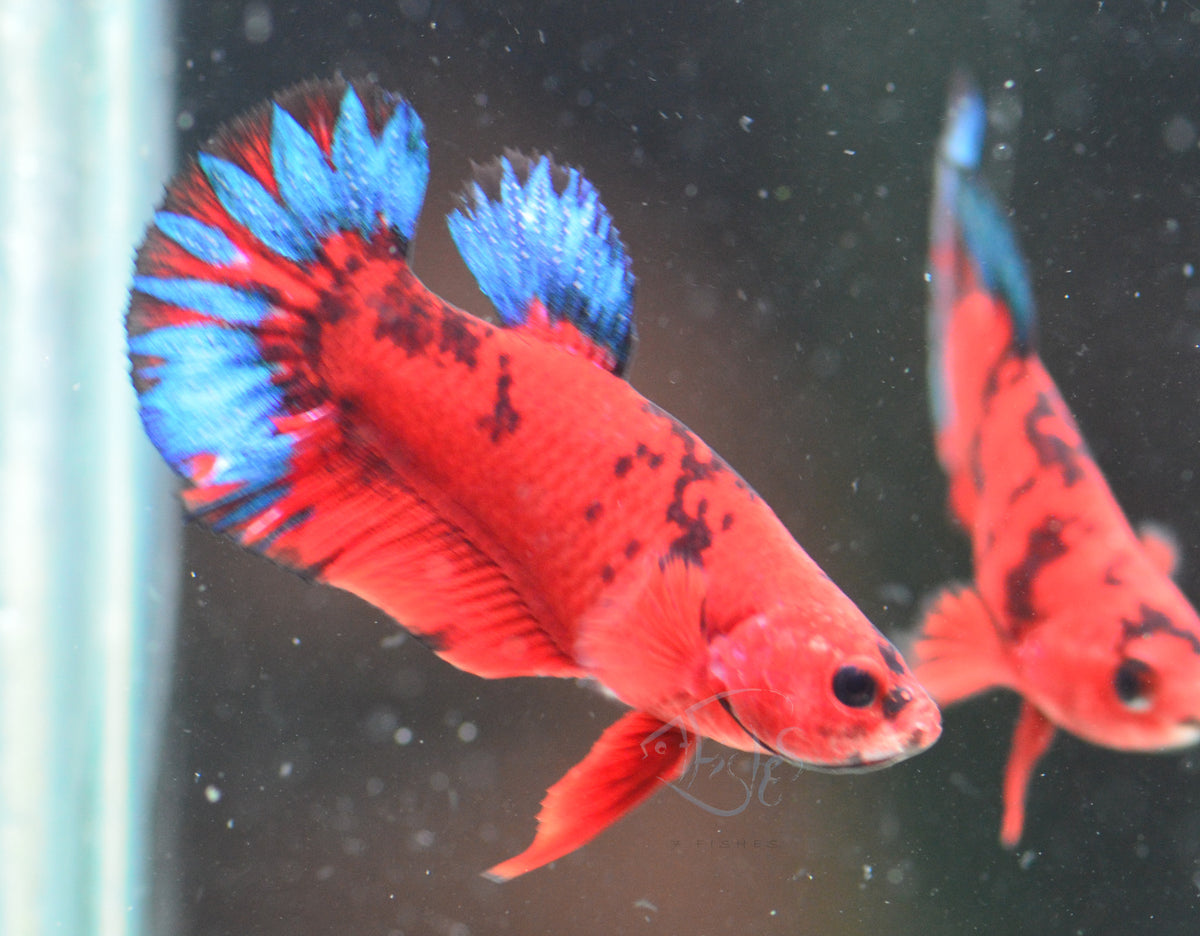 Red Hellboy HMPK Female