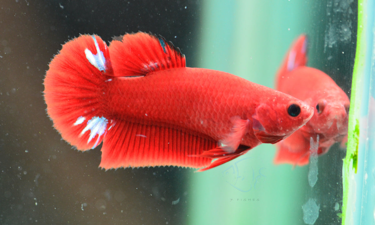 Red Hellboy HMPK Female