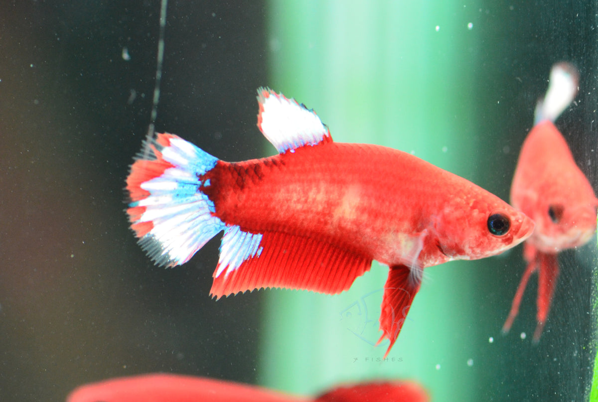 Red Hellboy HMPK Female