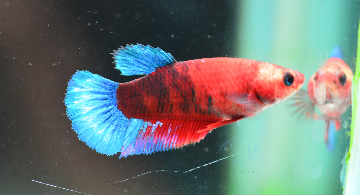 Red Hellboy HMPK Female
