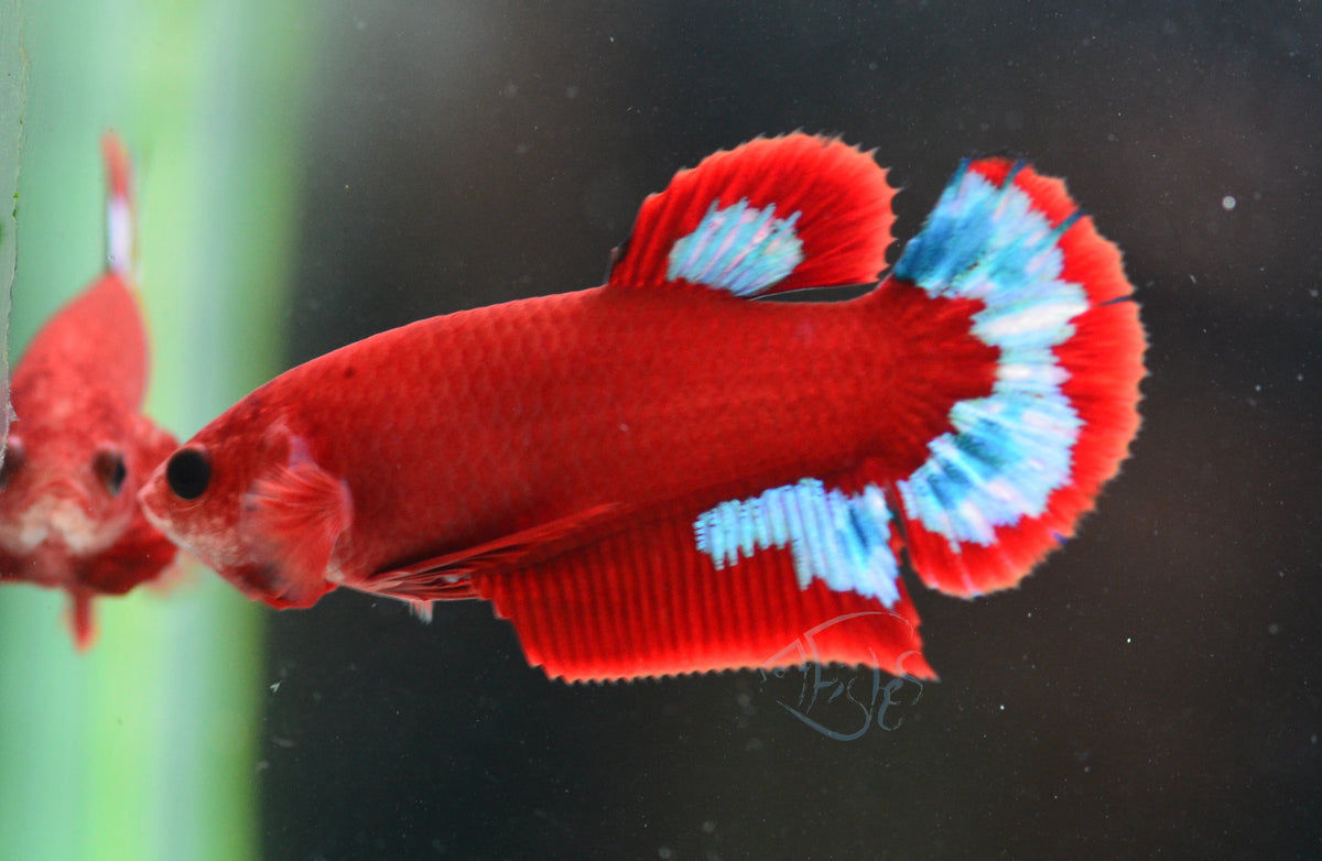 Red Hellboy HMPK Female