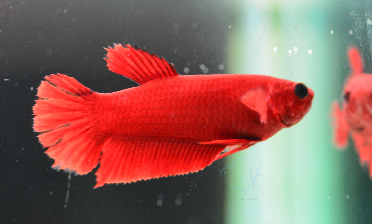 Red Hellboy HMPK Female