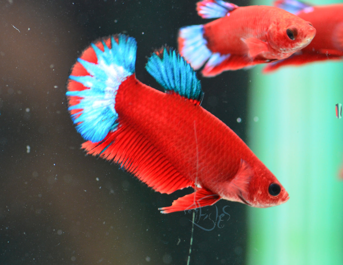 Red Hellboy HMPK Female