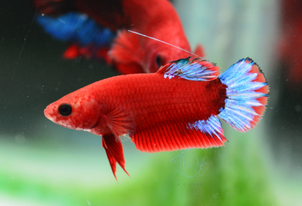 Red Hellboy HMPK Female