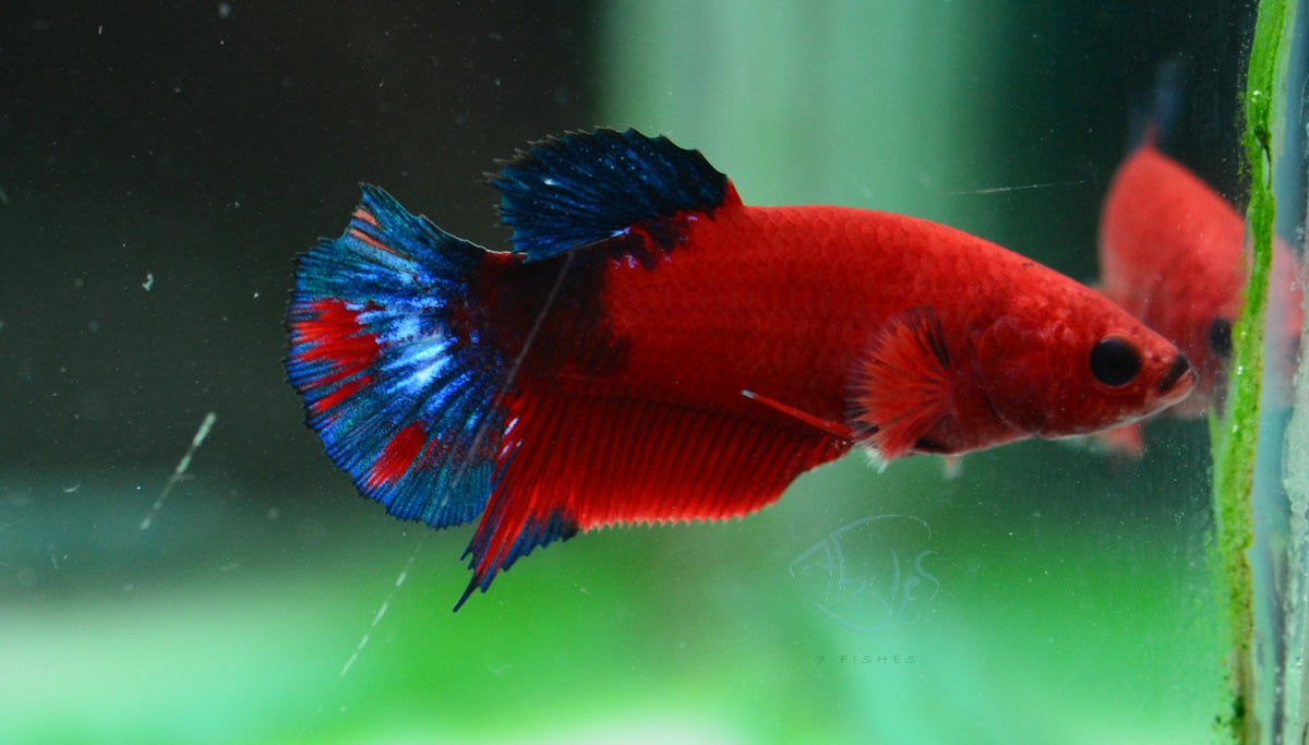 Red Hellboy HMPK Female