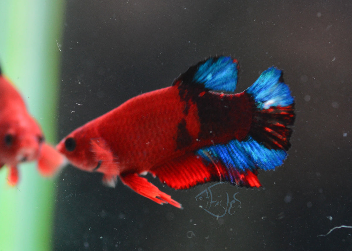Red Hellboy HMPK Female