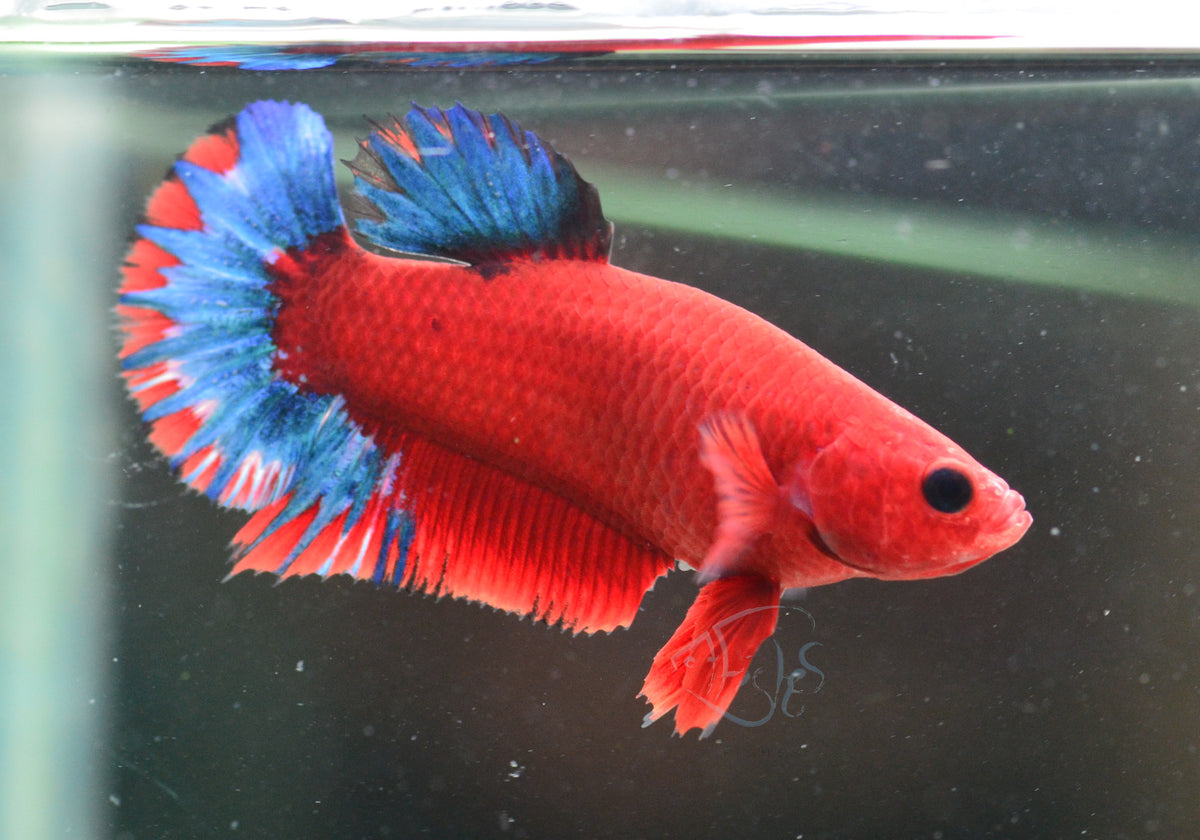 Red Hellboy HMPK Female