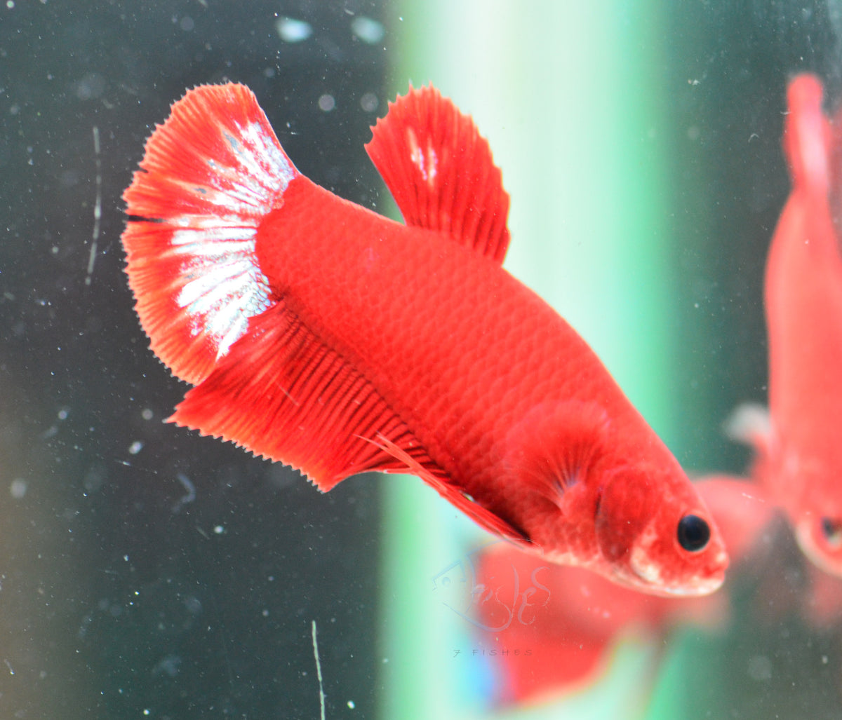 Red Hellboy HMPK Female