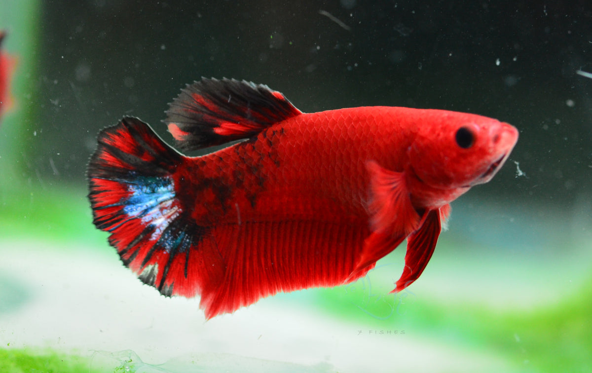 Red Hellboy HMPK Female