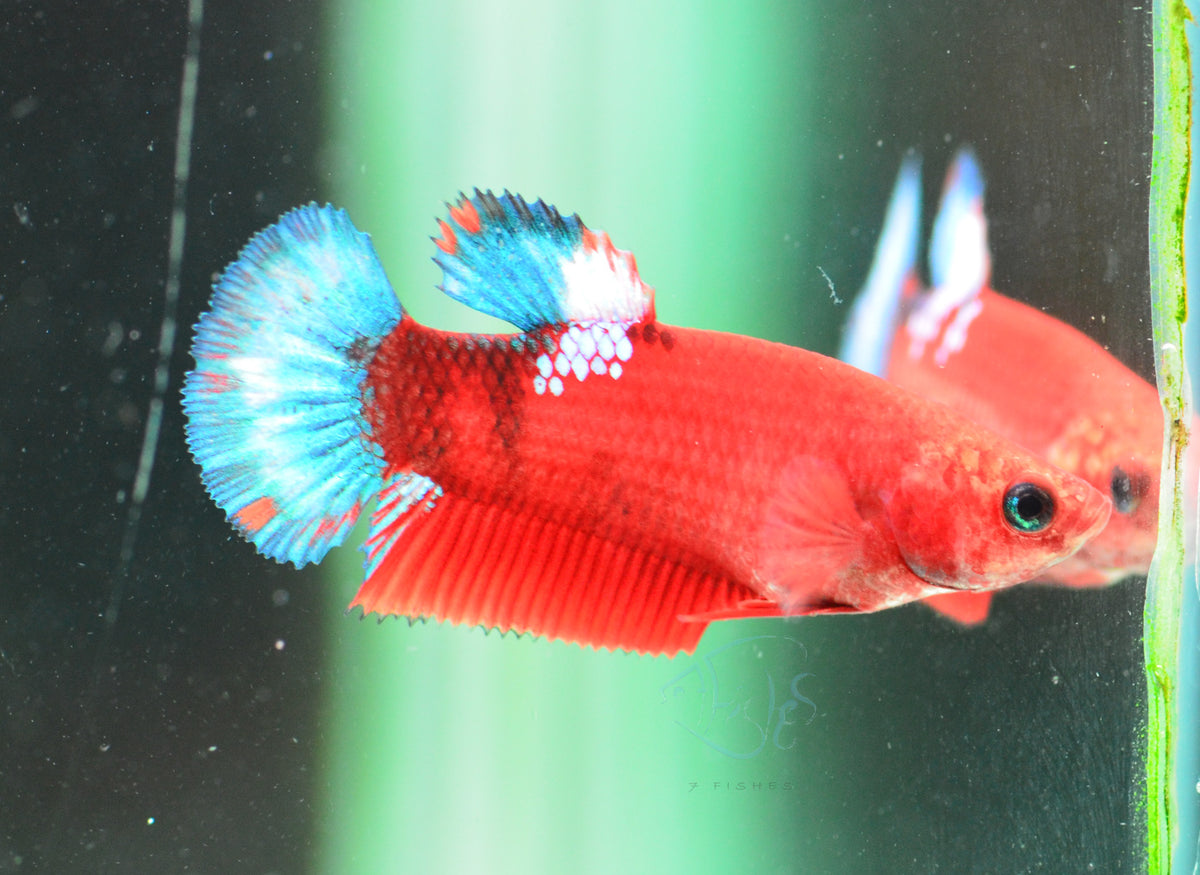 Red Hellboy HMPK Female
