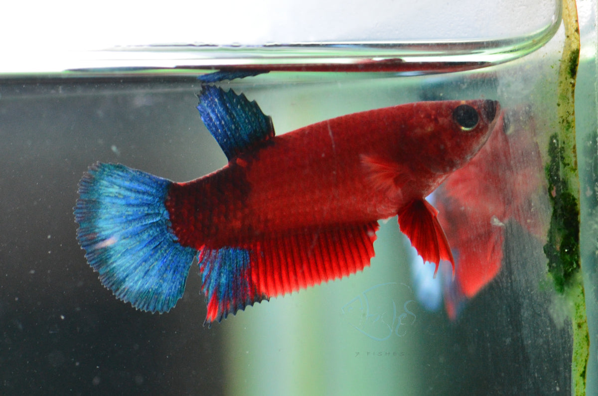 Red Hellboy HMPK Female