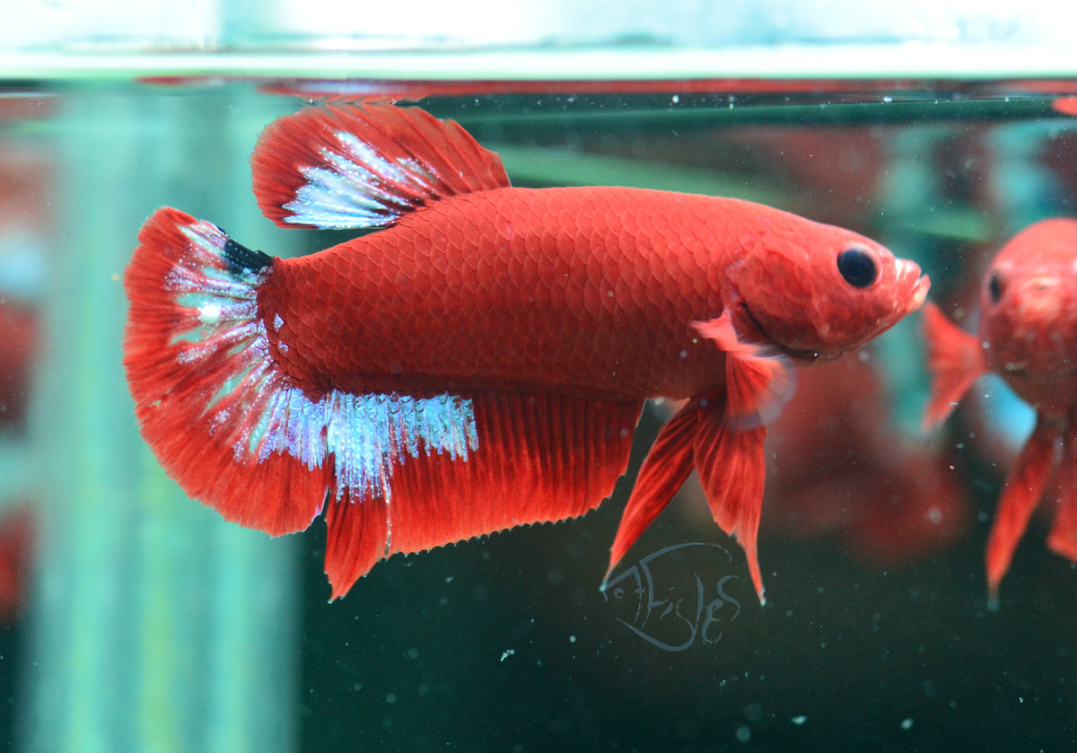 Red Hellboy HMPK Female