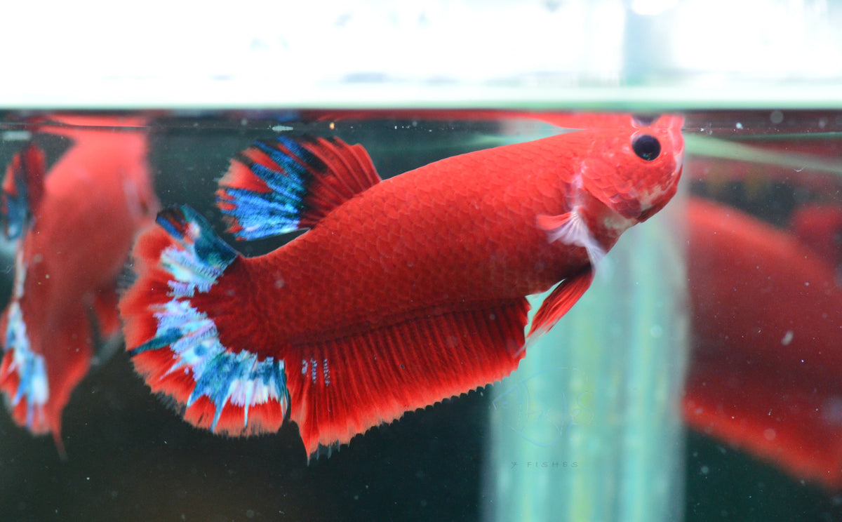 Red Hellboy HMPK Female