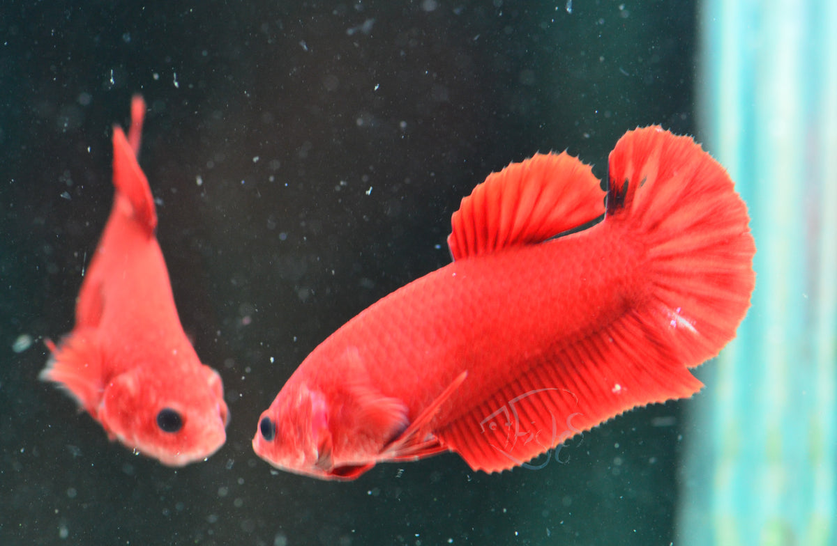 Red Hellboy HMPK Female