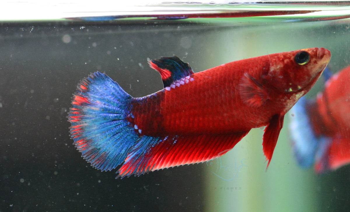 Red Hellboy HMPK Female
