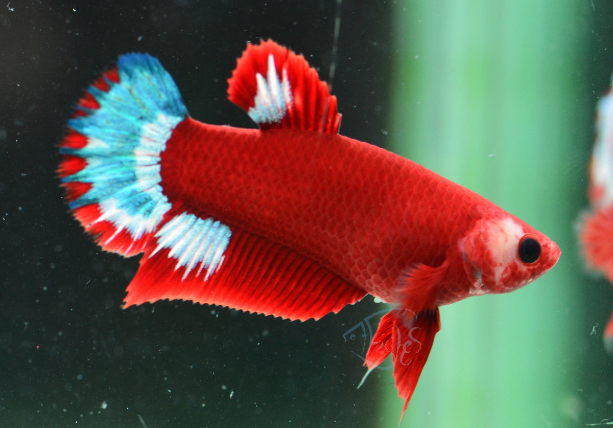 Red Hellboy HMPK Female