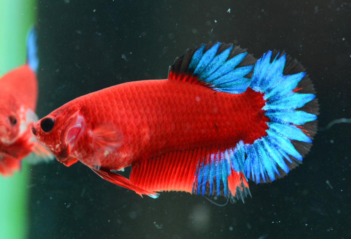 Red Hellboy HMPK Female