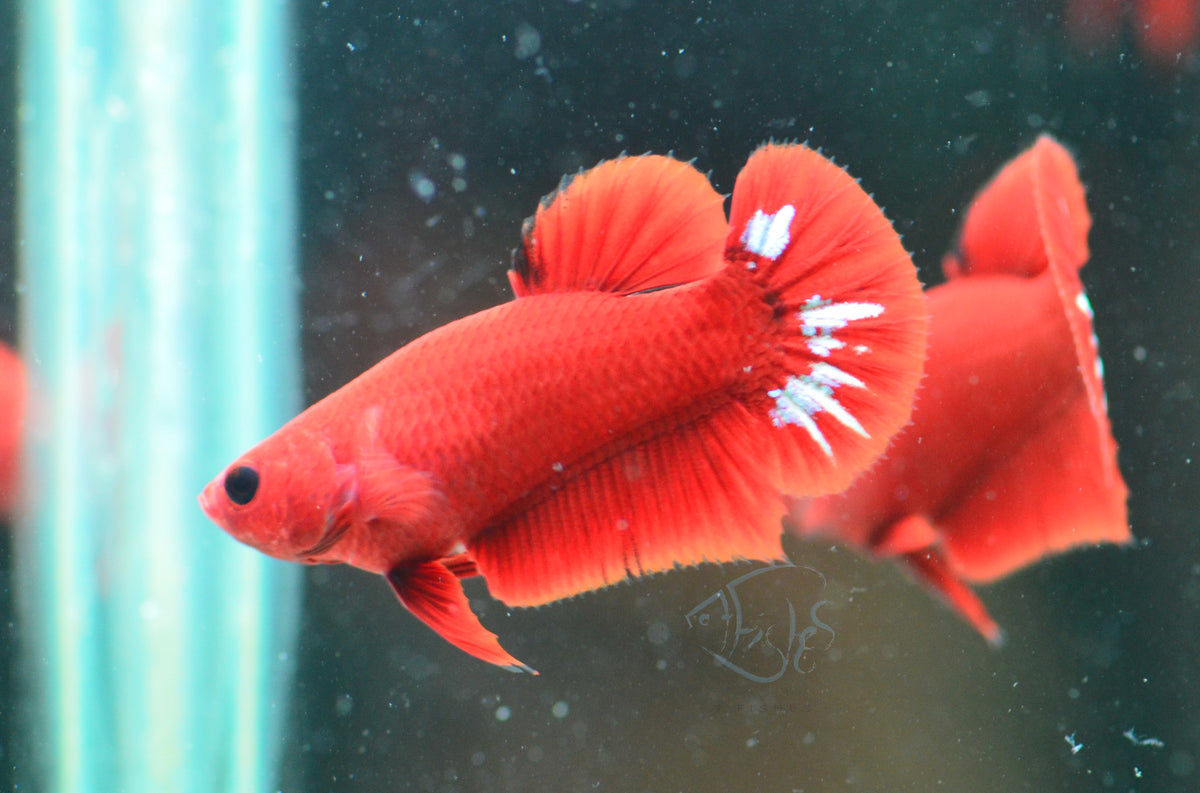 Red Hellboy HMPK Female