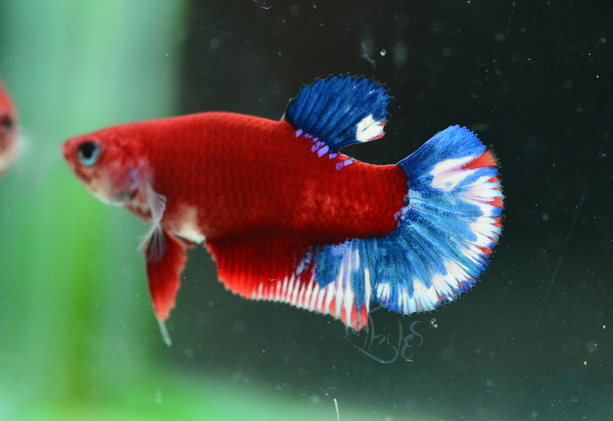Red Hellboy HMPK Female