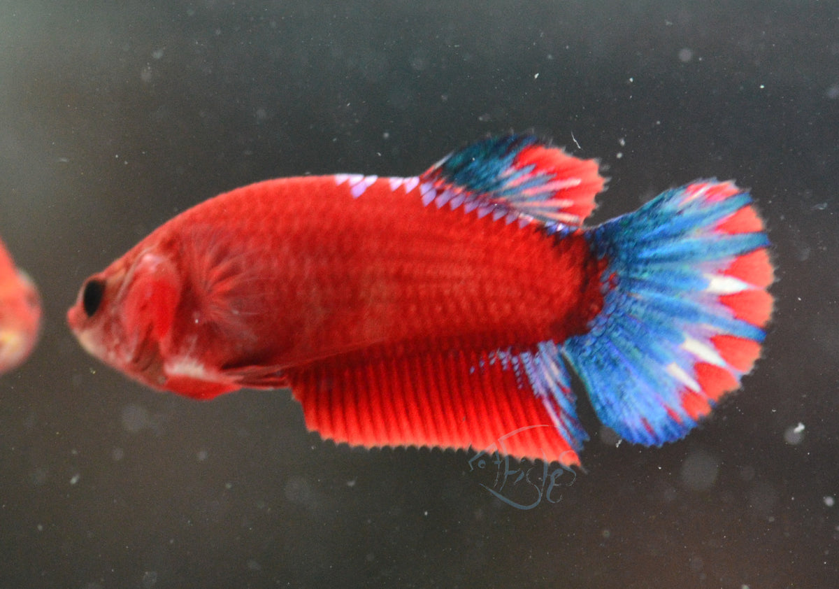 Red Hellboy HMPK Female