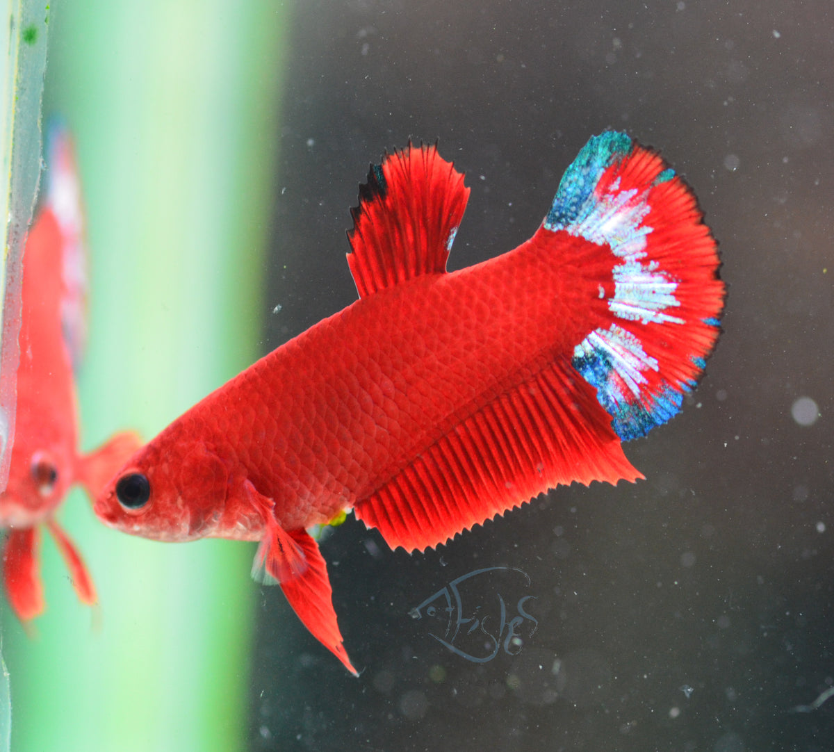 Red Hellboy HMPK Female
